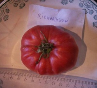 Tomate richardson.jpg