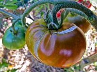 Tomate robeson angolan-1.jpg