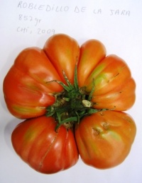 Tomate robledillo de la jara.jpg