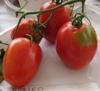 Tomate roméo-1.jpg