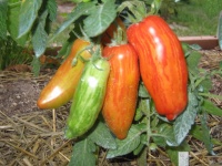 Tomate roma striped.jpg