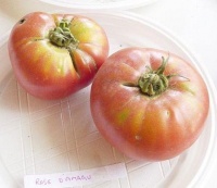 Tomate rose d amagu-1.jpg