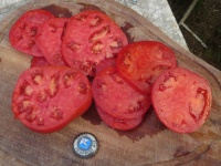Tomate rose d eauze-2.jpg