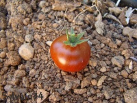 Tomate rosii marmute-1.jpg