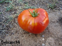 Tomate rouge de corse-1.jpg