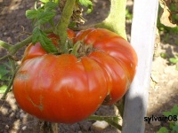 Tomate rouge de corse-2.jpg