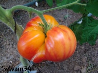 Tomate ruby gold.jpg