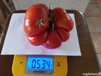 Tomate russe rouge-2.jpg