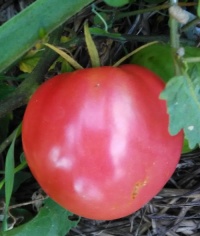 Tomate russian 117-1.jpg