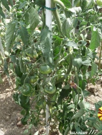 Tomate russian 117.jpg