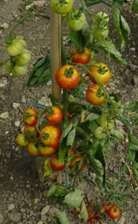 Tomate russian potato-1.jpg