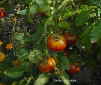 Tomate russian potato.jpg