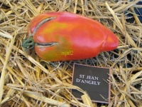 Tomate saint jean d angely-1.jpg
