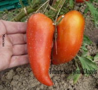 Tomate saint jean d angely-2.jpg