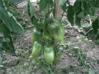 Tomate saint jean d angely.jpg