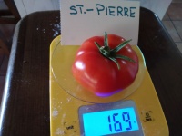 Tomate saint pierre-1.jpg