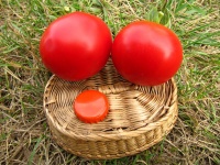 Tomate saint pierre.jpg