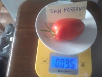 Tomate san marzano-2.jpg