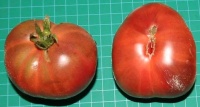 Tomate sang du québec-1.jpg