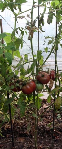 Tomate sang du québec.jpg