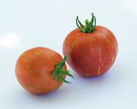 Tomate scabitha-1.jpg