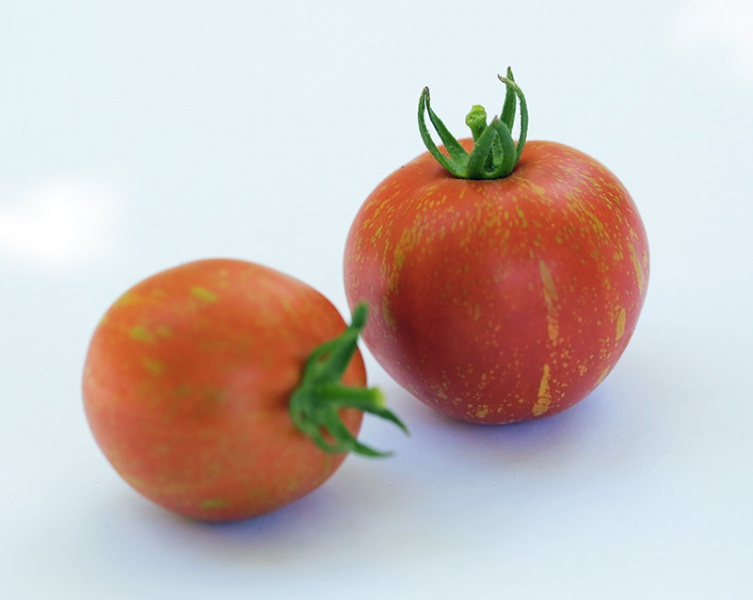 Fichier:Tomate scabitha-1.jpg