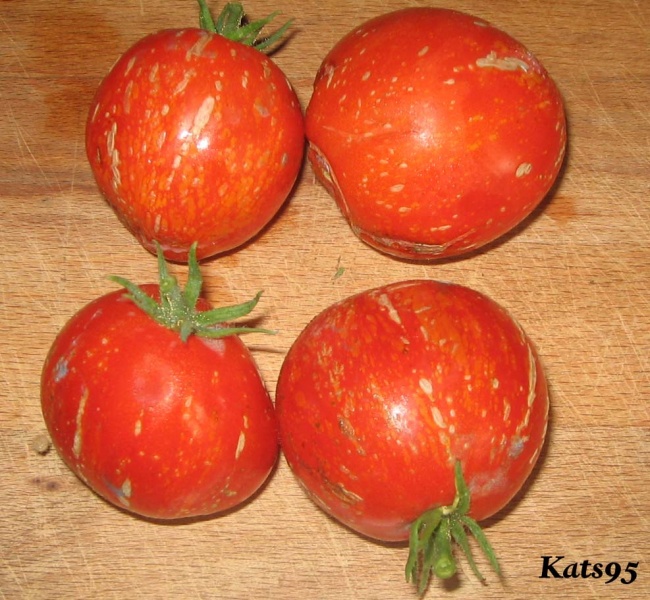 Fichier:Tomate scabitha.jpg