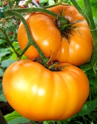 Tomate schellenberg s favorite-1.jpg