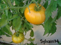 Tomate schellenberg s favorite.jpg