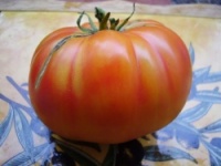 Tomate serendipity striped.jpg