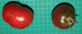 Tomate shugan-1.jpg