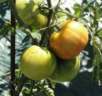 Tomate shuntukski velikan-1.jpg
