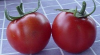 Tomate siberia-1.jpg