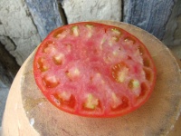 Tomate siletz-1.jpg