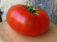 Tomate siletz.jpg