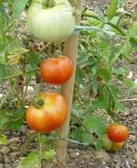 Tomate silvery fir tree-1.jpg