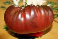 Tomate siniy-1.jpg