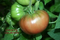 Tomate siniy-2.jpg