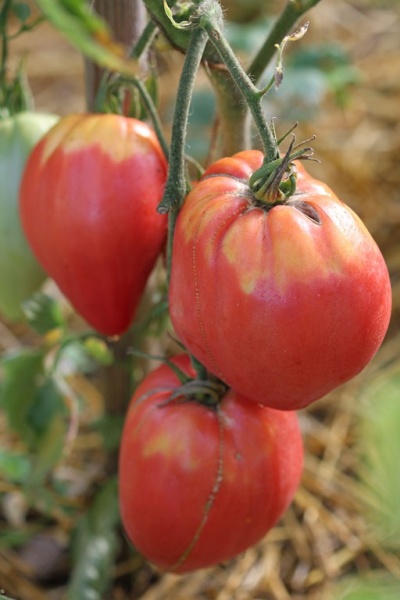 Fichier:Tomate sister myriam.jpg