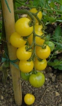 Tomate snowball-1.jpg