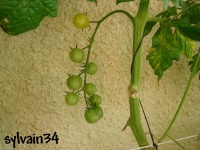 Tomate snowberry-1.jpg