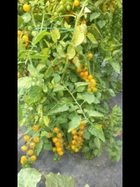 Tomate solanum spontaneum.jpg