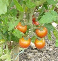 Tomate solymari op-1.jpg
