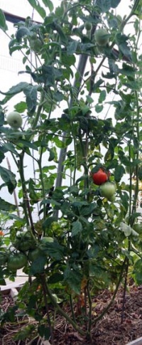 Tomate sophie s choice.jpg