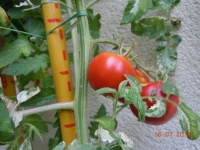 Tomate splash of cream variegated-1.jpg