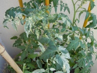 Tomate splash of cream variegated.jpg