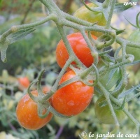Tomate sprite-1.jpg