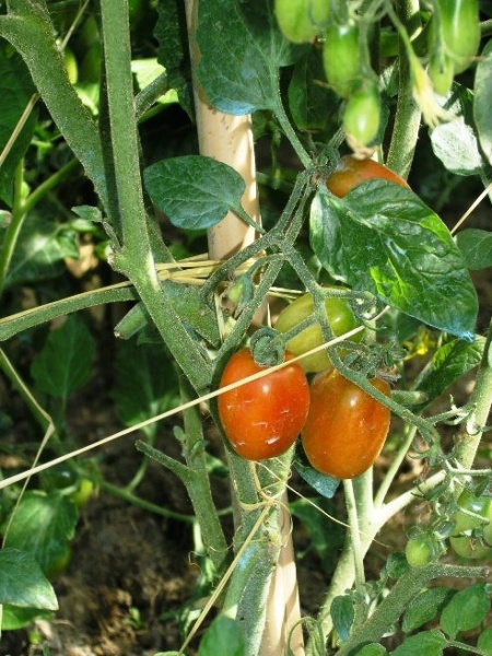 Fichier:Tomate sprite.jpg