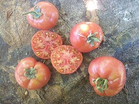 Tomate stoikij pink.jpg