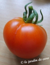 Tomate stupice-1.jpg